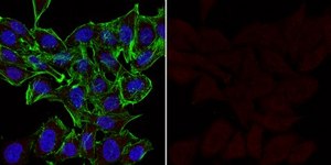 Anti-MDM2 Antibody, clone IF2, Alexa Fluor™ 555 Conjugate clone IF2, from mouse, ALEXA FLUOR™ 555