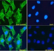 Anti-GAPDH (Internal) antibody produced in goat affinity isolated antibody, buffered aqueous solution