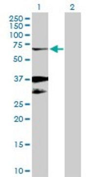 Anti-EGR2 antibody produced in rabbit purified immunoglobulin, buffered aqueous solution