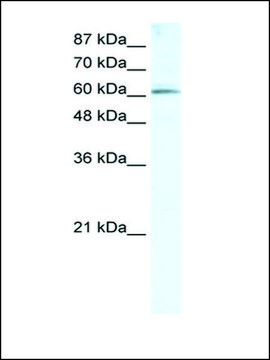 Anti-METTL3 (AB1) antibody produced in rabbit IgG fraction of antiserum