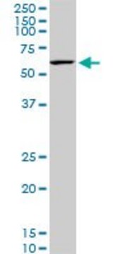 Monoclonal Anti-KLF11 antibody produced in mouse clone 10C5, purified immunoglobulin, buffered aqueous solution