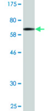 Monoclonal Anti-GPSM1 antibody produced in mouse clone 1B3, purified immunoglobulin, buffered aqueous solution