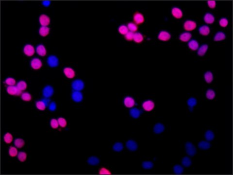 Anti-HOXA3 antibody produced in rabbit ~1.0&#160;mL/mL, affinity isolated antibody