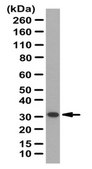 Anti-Goosecoid 2 Antibody from rabbit, purified by affinity chromatography