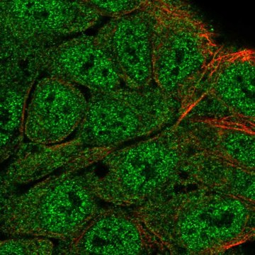 Anti-ATG4B antibody produced in rabbit Prestige Antibodies&#174; Powered by Atlas Antibodies, affinity isolated antibody