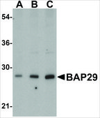 Anti-BAP29 (ab1) antibody produced in rabbit affinity isolated antibody, buffered aqueous solution