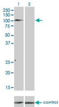 Monoclonal Anti-TYRO3 antibody produced in mouse clone 4F6, purified immunoglobulin, buffered aqueous solution