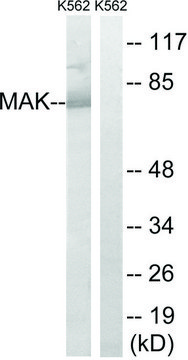 Anti-MAK antibody produced in rabbit affinity isolated antibody