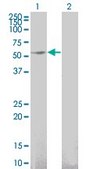 Monoclonal Anti-GFRA1 antibody produced in mouse clone 3E4, purified immunoglobulin, buffered aqueous solution