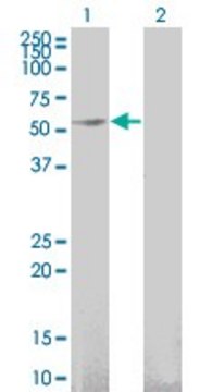 Monoclonal Anti-GFRA1 antibody produced in mouse clone 3E4, purified immunoglobulin, buffered aqueous solution