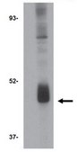 Anti-Wnt Antibody-10b from rabbit, purified by affinity chromatography