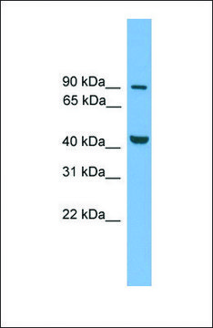 Anti-MITF antibody produced in rabbit affinity isolated antibody