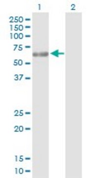 Anti-PPP5C antibody produced in rabbit purified immunoglobulin, buffered aqueous solution