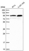 Anti-TMCO3 antibody produced in rabbit Prestige Antibodies® Powered by Atlas Antibodies, affinity isolated antibody, buffered aqueous glycerol solution