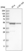 Anti-SH3GLB2 antibody produced in rabbit Prestige Antibodies® Powered by Atlas Antibodies, affinity isolated antibody, buffered aqueous glycerol solution, Ab2