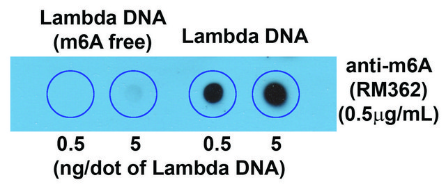 抗体-N6-甲基腺苷(m6A)抗体，兔单克隆 recombinant, expressed in HEK 293 cells, clone RM362, purified immunoglobulin