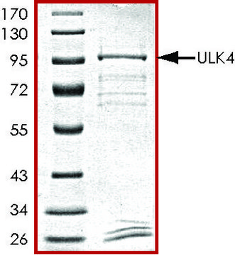 ULK4, GST tagged human recombinant, expressed in baculovirus infected Sf9 cells, &#8805;70% (SDS-PAGE), buffered aqueous glycerol solution