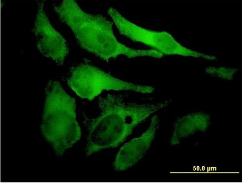 Monoclonal Anti-EYA2 antibody produced in mouse clone 2F8, purified immunoglobulin, buffered aqueous solution