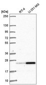 Anti-AGER antibody produced in rabbit Prestige Antibodies® Powered by Atlas Antibodies, affinity isolated antibody