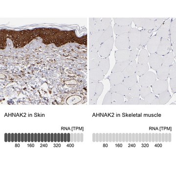 抗-AHNAK2 兔抗 Prestige Antibodies&#174; Powered by Atlas Antibodies, affinity isolated antibody, buffered aqueous glycerol solution