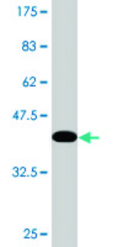 Monoclonal Anti-TAF1C, (C-terminal) antibody produced in mouse clone 3E6, purified immunoglobulin, buffered aqueous solution