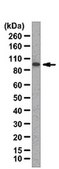 Anti-HPK1 Antibody from rabbit