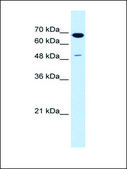 Anti-SILV antibody produced in rabbit IgG fraction of antiserum