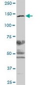 Anti-CSPG6 antibody produced in mouse purified immunoglobulin, buffered aqueous solution