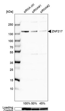 Anti-ZNF217 antibody produced in rabbit Prestige Antibodies&#174; Powered by Atlas Antibodies, affinity isolated antibody, buffered aqueous glycerol solution