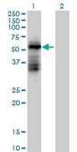 Anti-TRIM39 antibody produced in mouse purified immunoglobulin, buffered aqueous solution