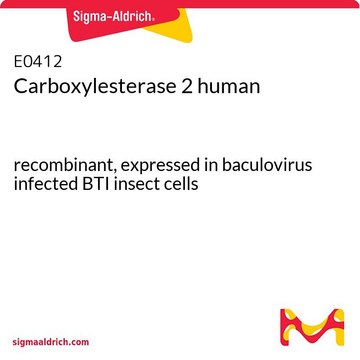 Carboxylesterase 2 human recombinant, expressed in baculovirus infected BTI insect cells