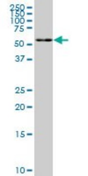 Monoclonal Anti-FAAH, (C-terminal) antibody produced in mouse clone 2G8, purified immunoglobulin, buffered aqueous solution