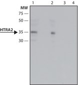 Anti-HtrA2 antibody produced in rabbit ~1.5 mg/mL, affinity isolated antibody, buffered aqueous solution