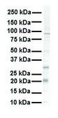Anti-KRAS affinity isolated antibody