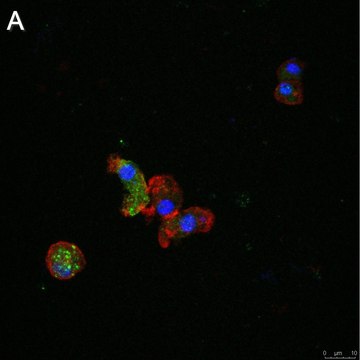 Anti-ATG8 Antibody, clone 2B11 ZooMAb&#174; Rabbit Monoclonal recombinant, expressed in HEK 293 cells