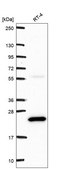 Anti-Cib1 Antibody Produced In Rabbit Prestige Antibodies® Powered by Atlas Antibodies, affinity isolated antibody, buffered aqueous glycerol solution