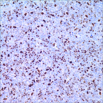 PU.1 (EPR3158Y) Rabbit Monoclonal Primary Antibody