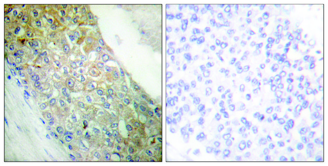 Anti-IR antibody produced in rabbit affinity isolated antibody