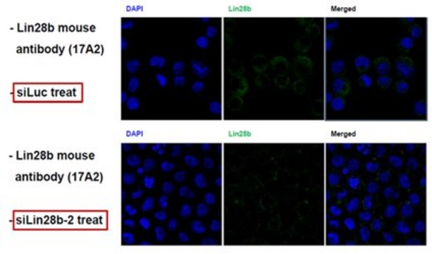 Anti-Lin-28B, clone 17A2 Antibody clone 17A2, from mouse