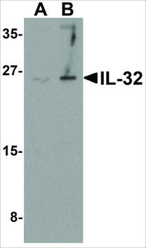 Anti-IL-32 (ab2) antibody produced in rabbit affinity isolated antibody, buffered aqueous solution