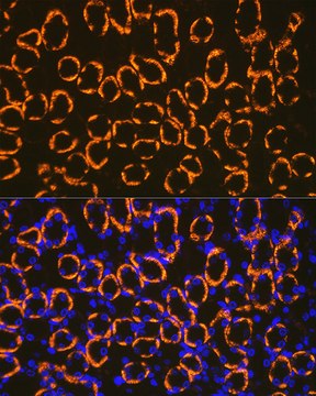 Anti-Cadherin 16 Antibody, clone 2J0H4, Rabbit Monoclonal