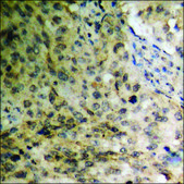 Anti-phospho-Pim-1 (pTyr309) antibody produced in rabbit affinity isolated antibody