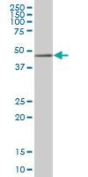 Anti-PARVA antibody produced in mouse purified immunoglobulin, buffered aqueous solution