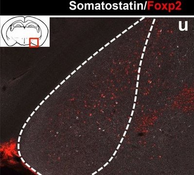 Anti-Somatostatin Antibody, clone YC7 culture supernatant, clone YC7, Chemicon&#174;