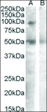 Anti-SULF2 antibody produced in goat affinity isolated antibody, buffered aqueous solution