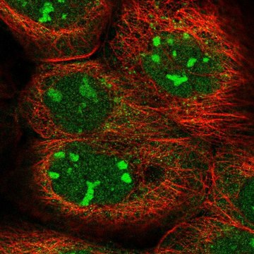 Anti-KRR1 antibody produced in rabbit Prestige Antibodies&#174; Powered by Atlas Antibodies, affinity isolated antibody