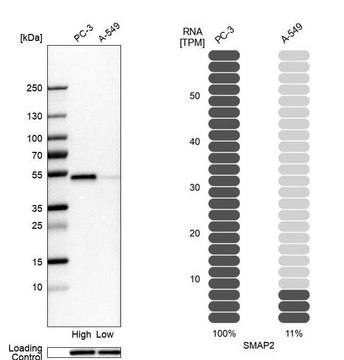 Anti-SMAP2 antibody produced in rabbit Prestige Antibodies&#174; Powered by Atlas Antibodies, affinity isolated antibody, buffered aqueous glycerol solution, Ab1