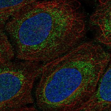 Anti-MRPS15 antibody produced in rabbit Prestige Antibodies&#174; Powered by Atlas Antibodies, affinity isolated antibody