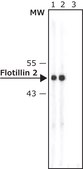 Anti-Flotillin 2 (C-terminal) antibody produced in rabbit ~1 mg/mL, affinity isolated antibody, buffered aqueous solution
