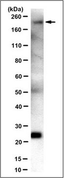 Anti-Laminin &#947;1 Antibody, clone 2E8 (Ascites Free) clone 2E8, from mouse